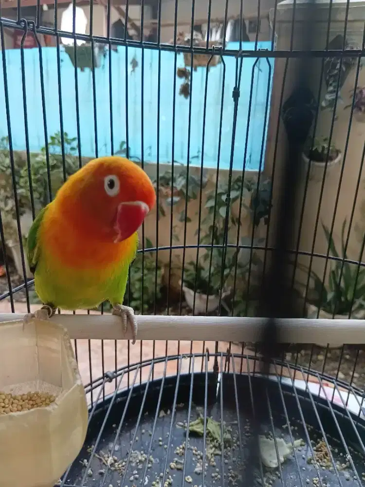 Lovebird fasjo betina gacor
