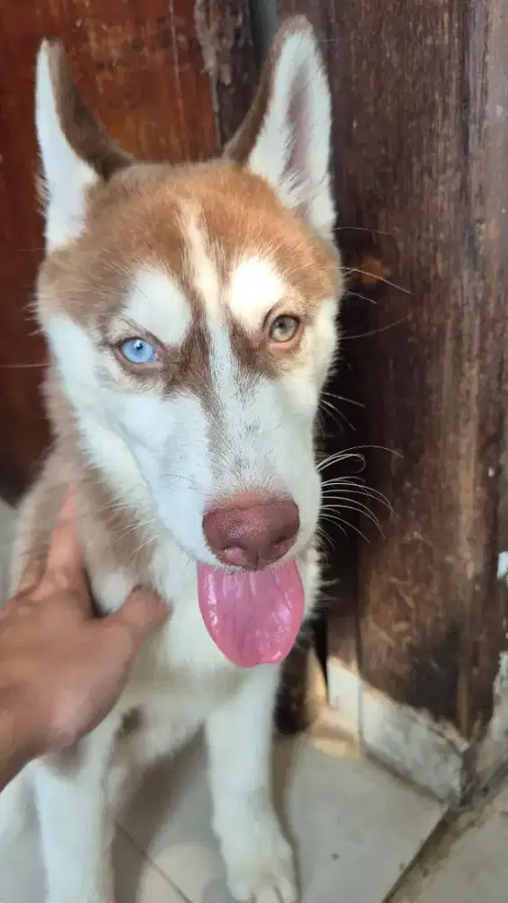 Skye willow de kaizen siberian husky female