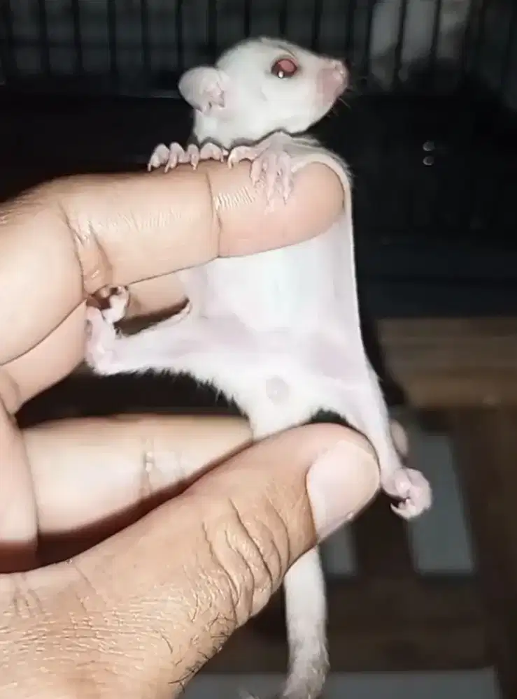 sugar glider creamino mata merah jantan