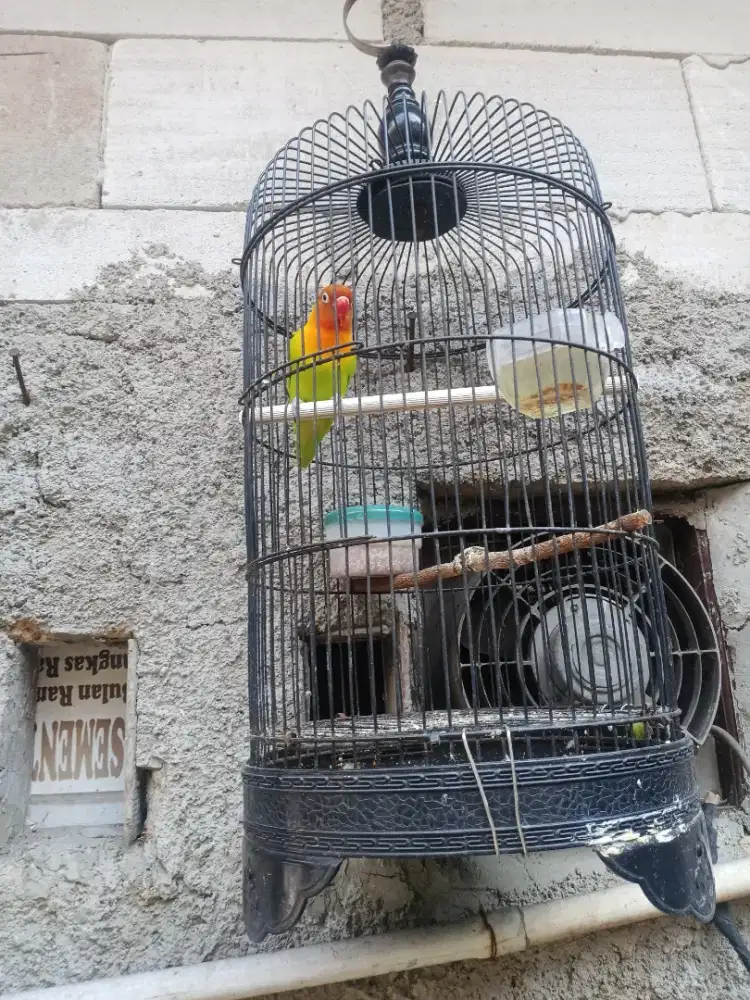 Burung lovebird pasjo gacor roll