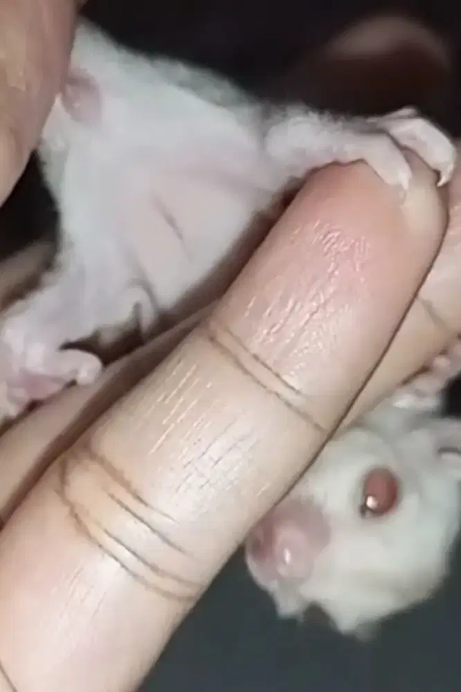sugar glider creamino betina red eye