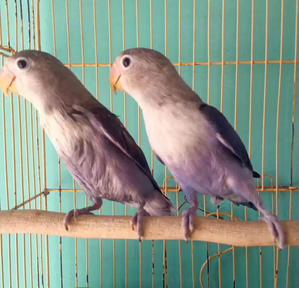 Sepasang lovebird violet