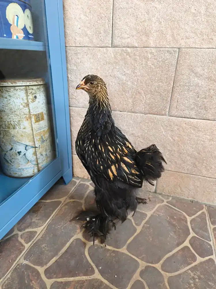 Ayam Brahma Anakan