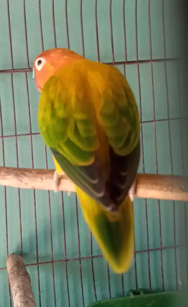 Seekor lovebird jantan duda birahi