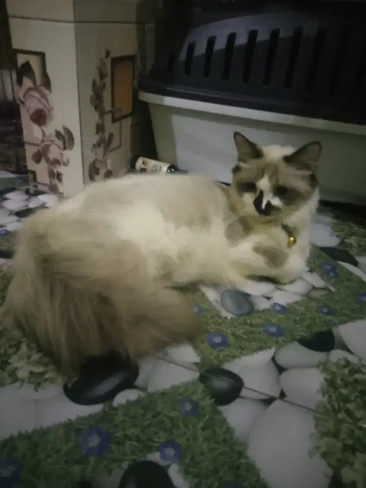 Ragdol betina usia 1 tahun