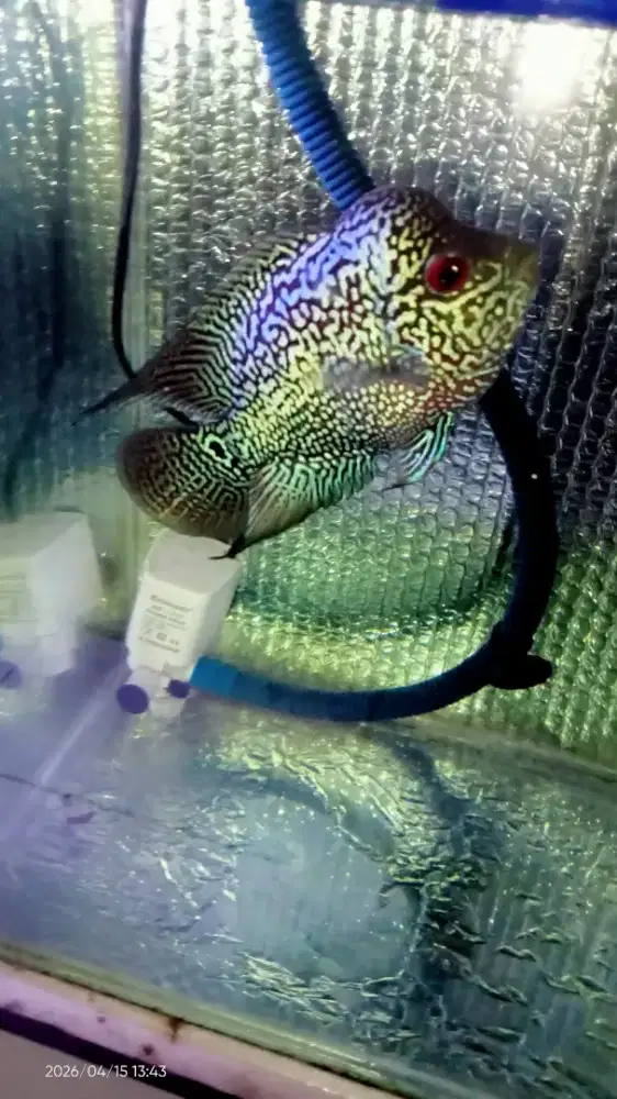 Ikan louhan -+10cm