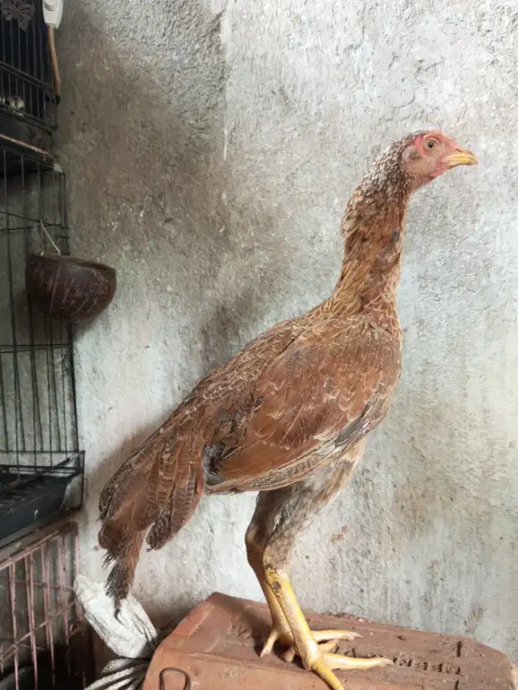 ayam mangon gen bulbi betina
