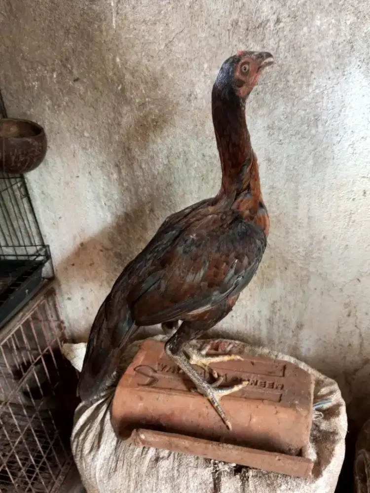ayam mangon gen bulbi betina