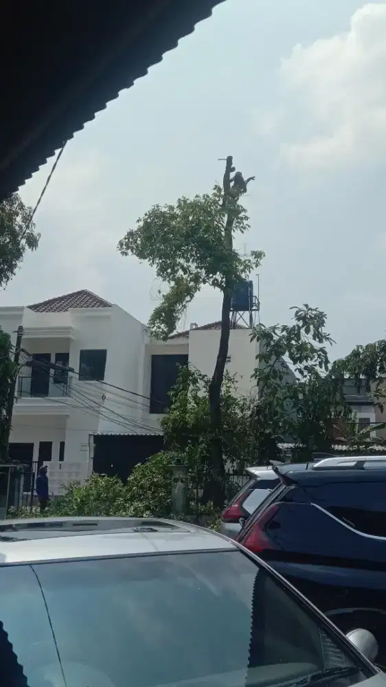 JASA TEBANG POHON & POTONG RUMPUT