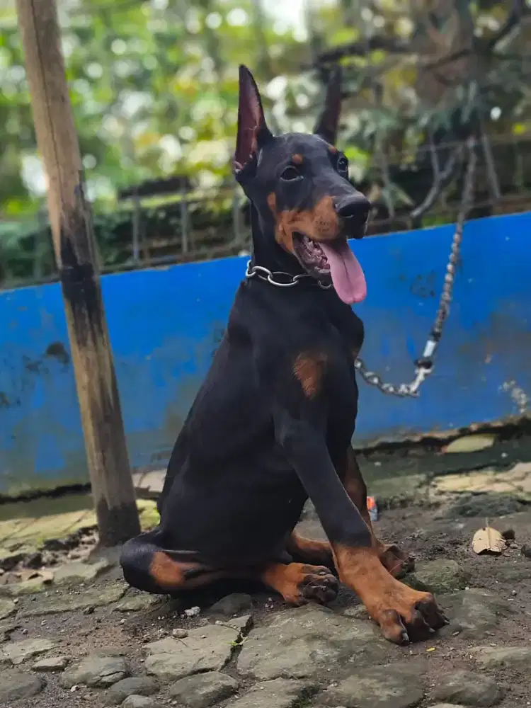 DOBERMANN DOG MALE