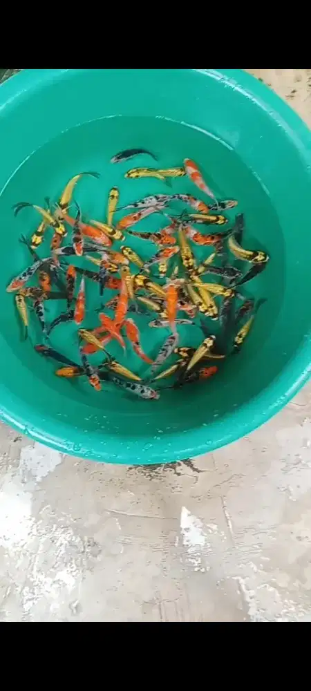 Koi Bibit Joss 80 ekor