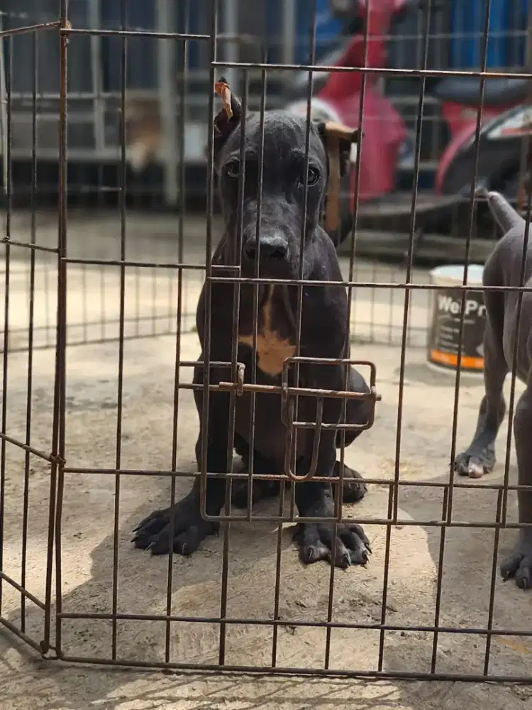 DOG CANE CORSO male