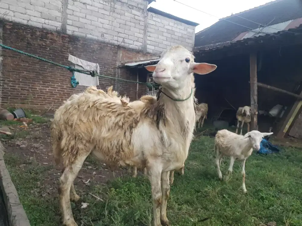 Dijual kambing Qurban