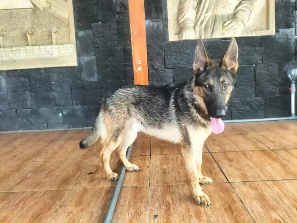GERMAN SHEPHERD/ HERDER