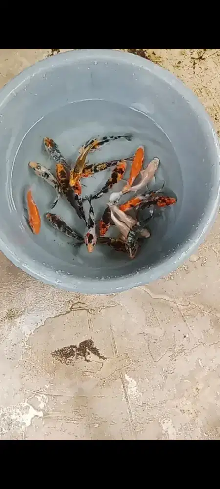 Koi mix 20 ekor