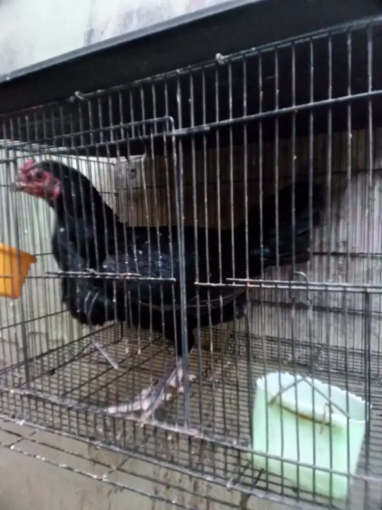 Ayam Biang Bangkok
