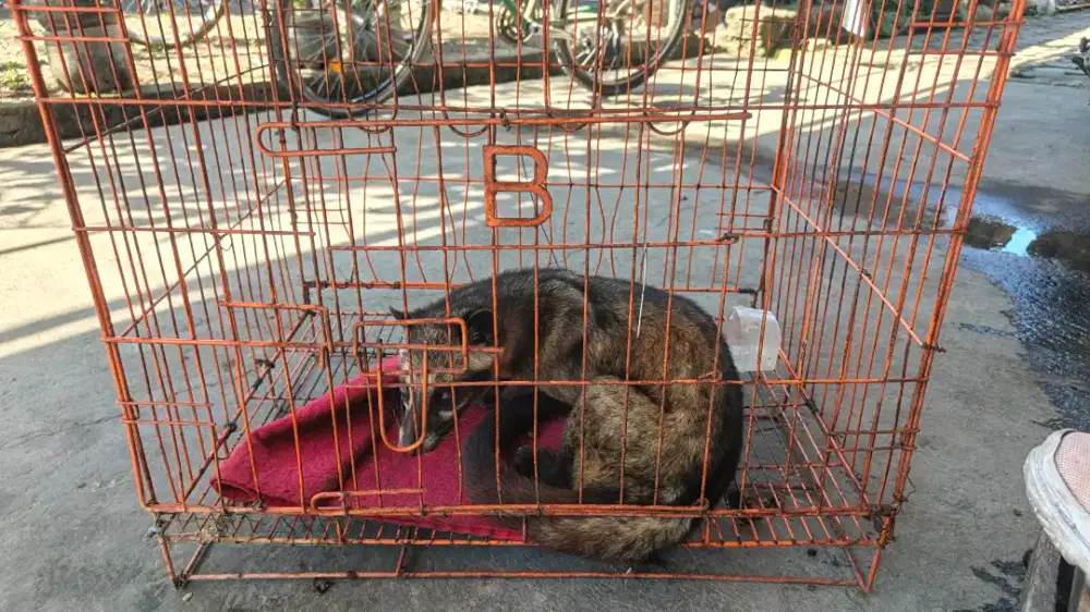 MUSANG PANDAN WANGI