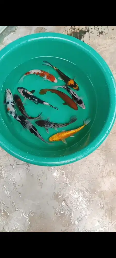 Koi antikan 10 ekor