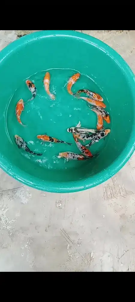 Koi koHaku, shanke, Shiro, selayer