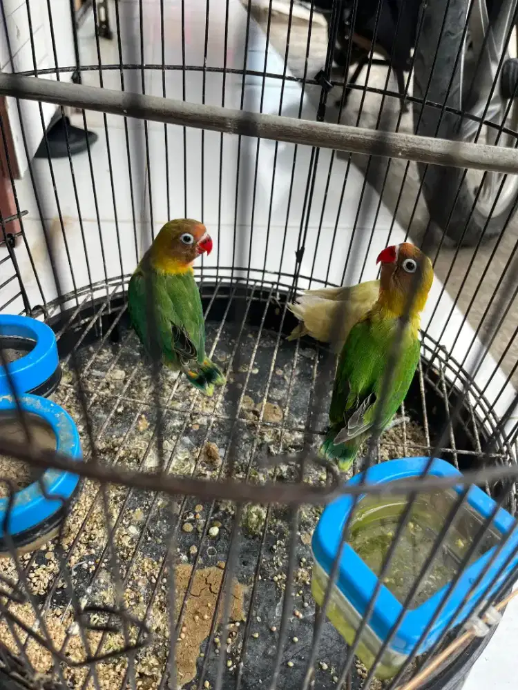 Burung Lovebird