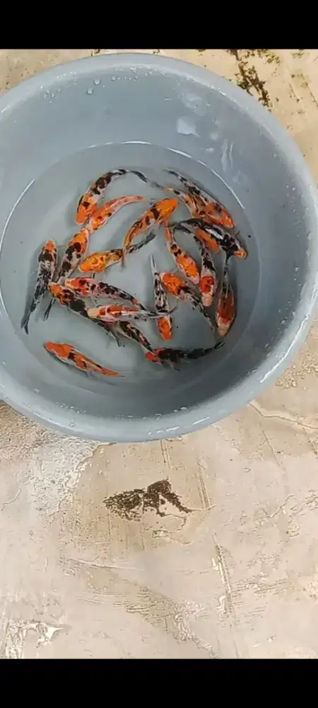 Koi edisi shanke 20 ekor