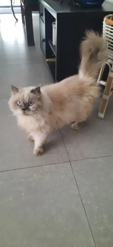 Adopsi Kucing Rawatan