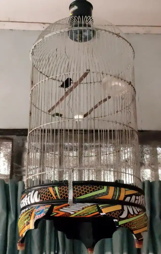Kolibri Ninja..
