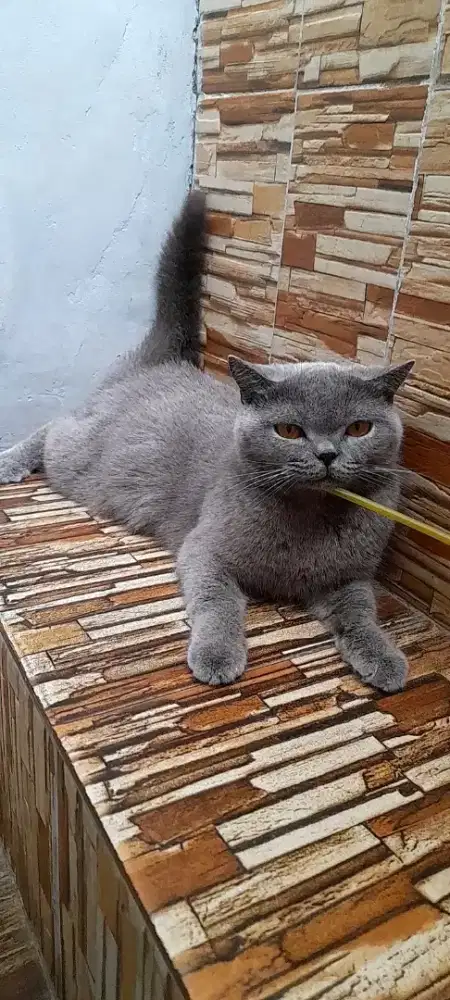 British shorthair Betina