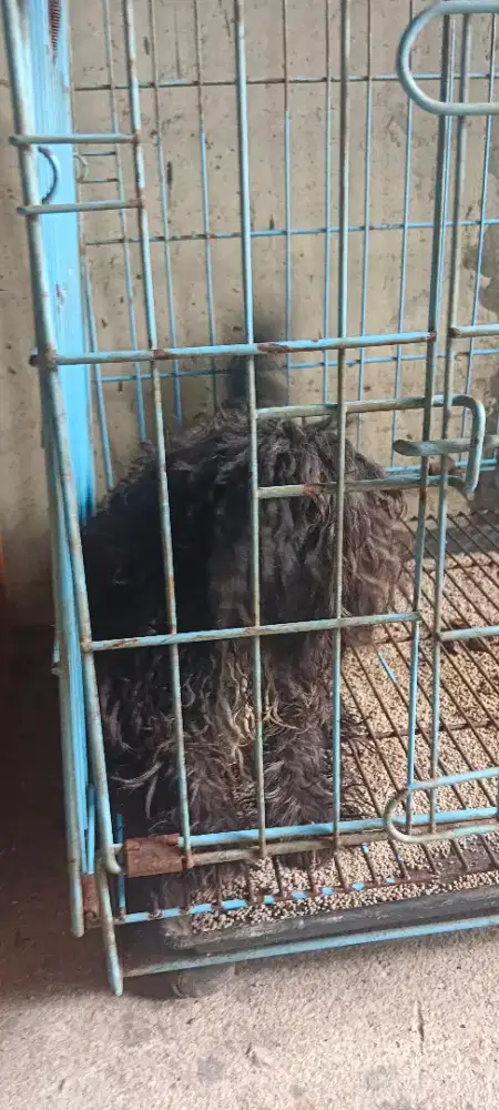 Jual anak anjing