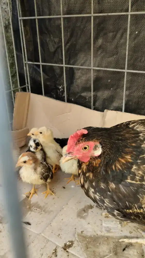 Ayam kate bawa anak 7ekor