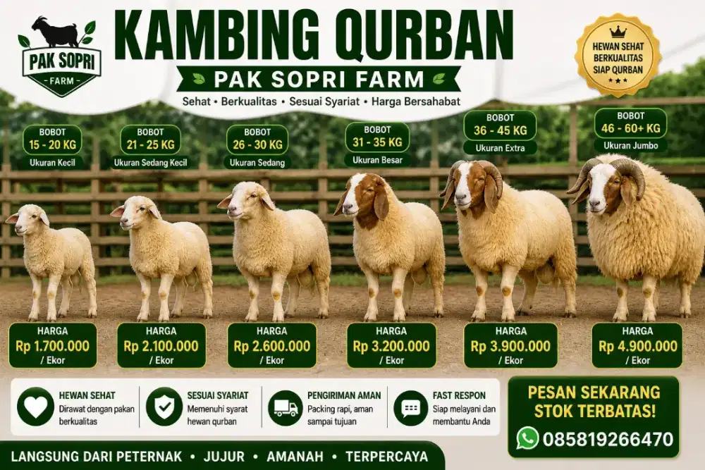 Menjual hewan qurban murah dan berkualitas