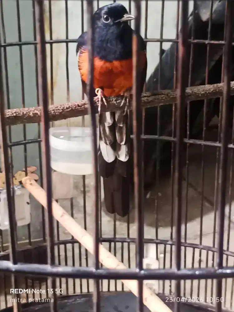burung murai nias balak 6