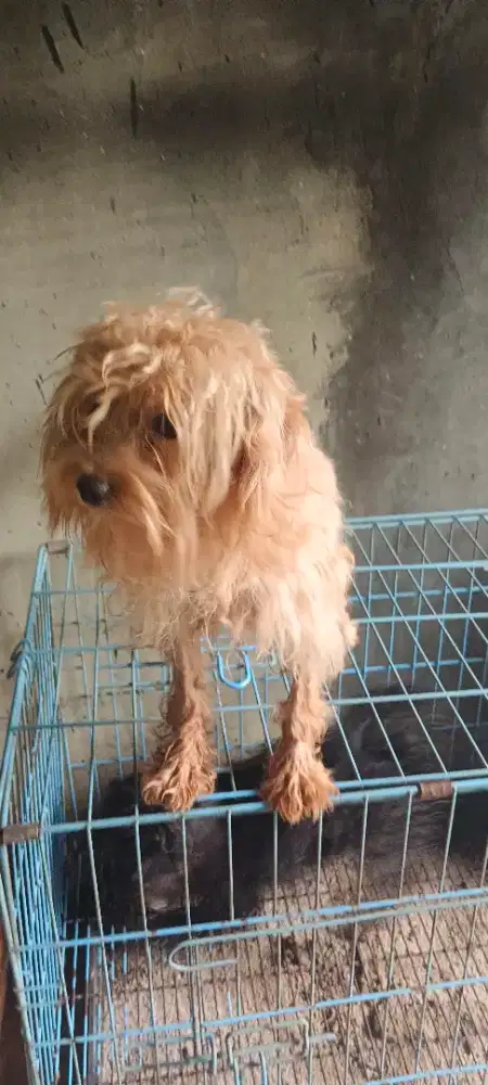 Jual anak anjing