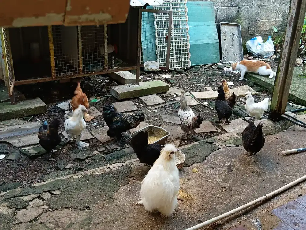 Ayam hias jambul