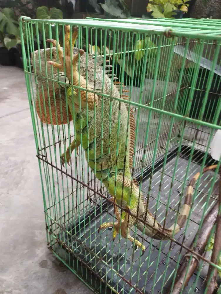 Iguana green heads