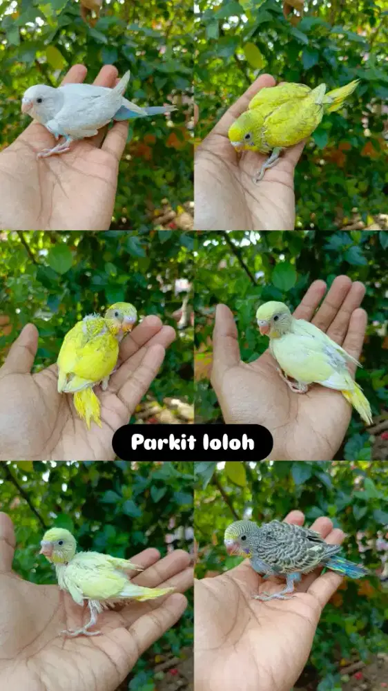 Lolohan burung parkit