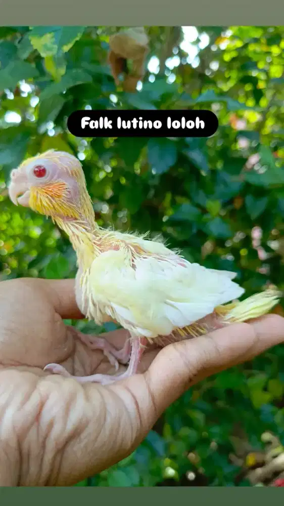 Lolohan burung falk