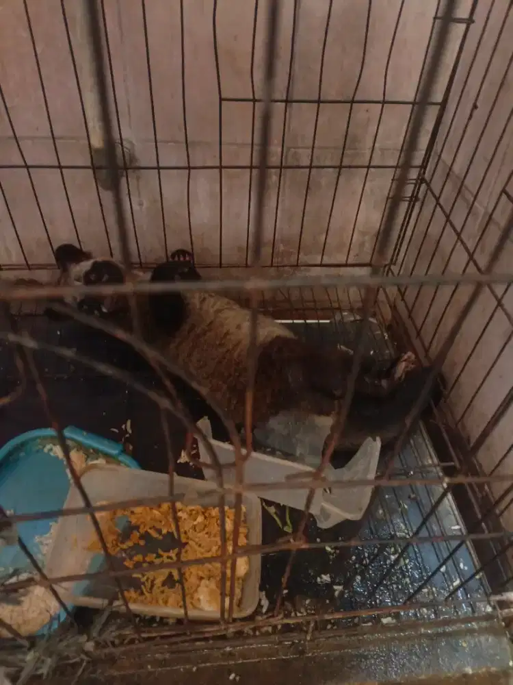 Musang pandan ekor putih