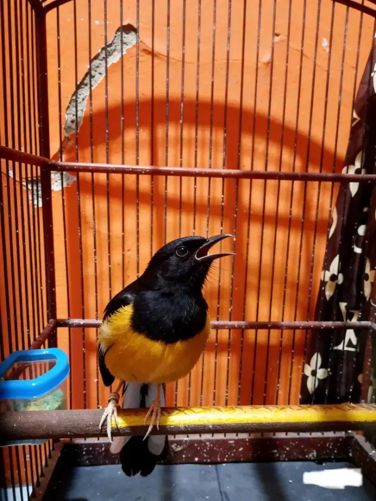 Murai Betina Hitam Medan Dewasa Ring Emas KSBR BF