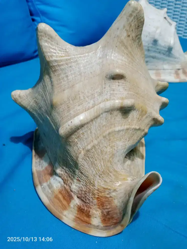 Keong jumbo asli