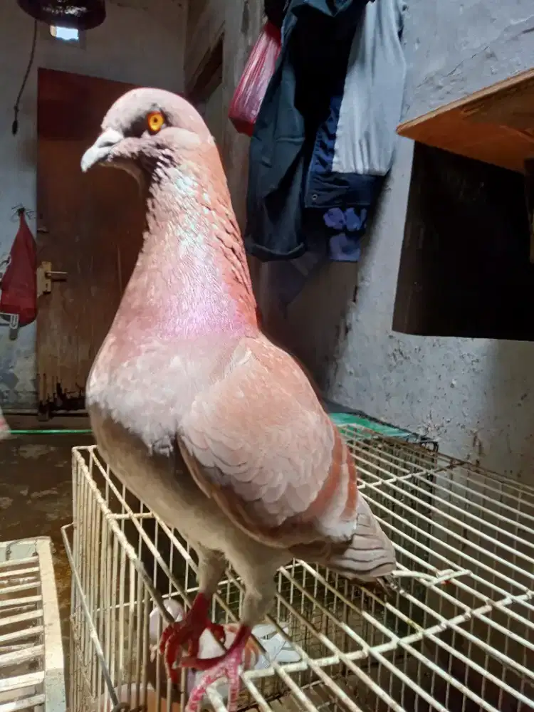 Burung dara giring