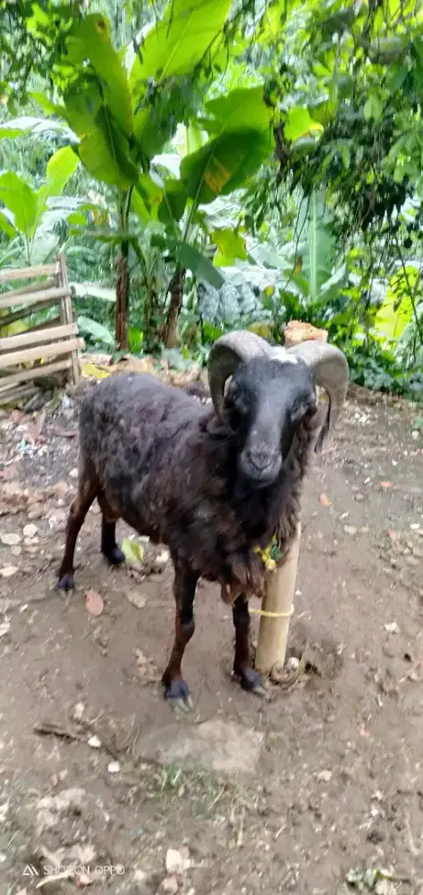 Domba Qurban Si Meles