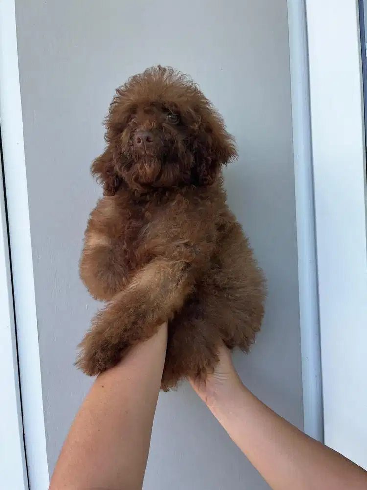 Choco Toy Poodle