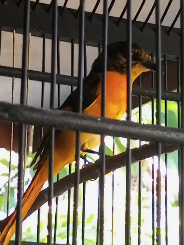 Burung mantenan gacor burung sudah jadi video wa