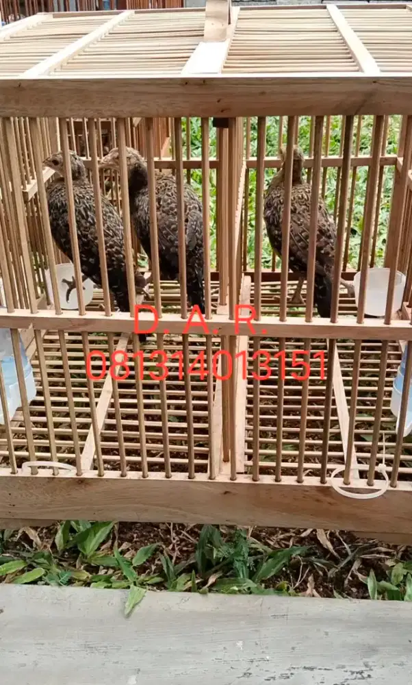 Ayam Hutan Hijau (AHH)