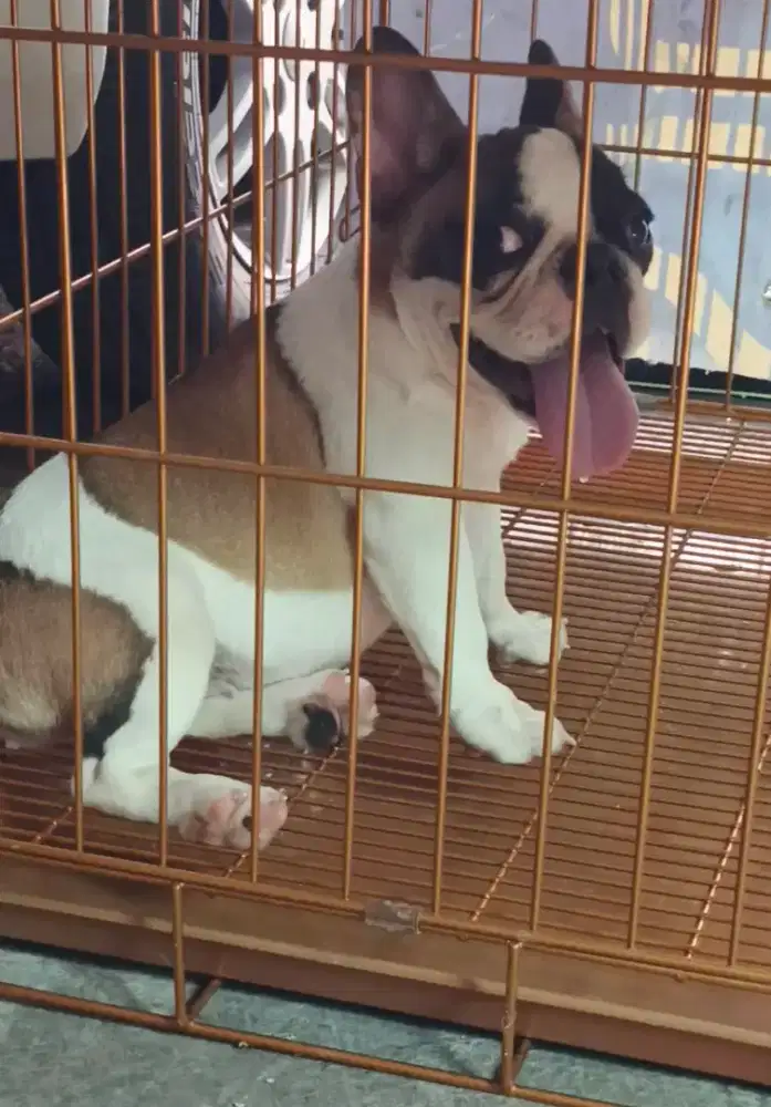 French Bulldog usia 6 bulan betina warna cakep body padet