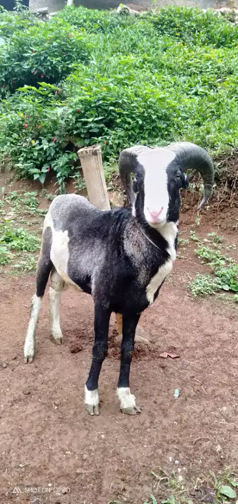 Domba Qurban Si Belang Manja