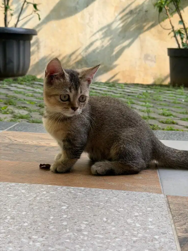 KUCING MUNCHKIN