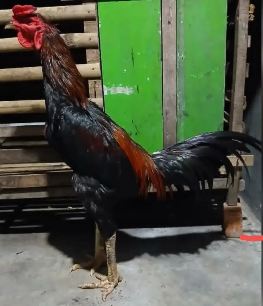Bangkok birkok x mangon