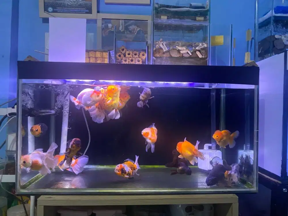 Aquarium uk 75x40x40